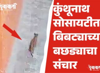 कुंथूनाथ सोसायटीत बिबट्याच्या बछड्याचा संचार