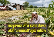तालुक्यात तीन हजार हेक्टर शेती ‘अवकाळी’मुळे बाधित