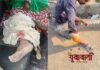 संगमनेरमध्ये भटक्या कुत्र्यांचा हैदोस