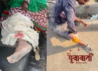 संगमनेरमध्ये भटक्या कुत्र्यांचा हैदोस
